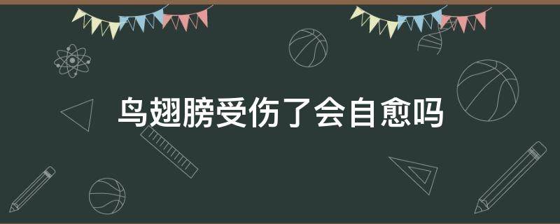 鸟翅膀受伤了会自愈吗 鸟的翅膀骨折能自愈吗