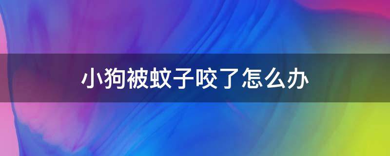 小狗被蚊子咬了怎么办（小狗被蚊子咬了会怎么样）