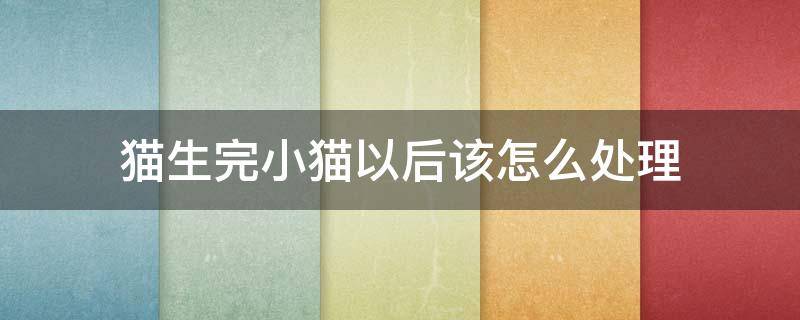 猫生完小猫以后该怎么处理 小猫生出来后要怎么处理