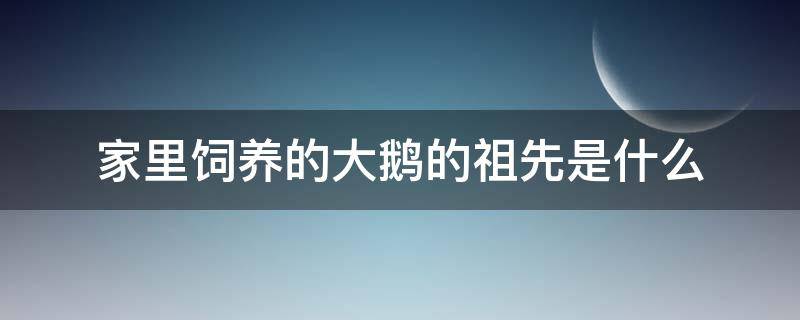 家里饲养的大鹅的祖先是什么 家里饲养的大鹅它的祖先是什么