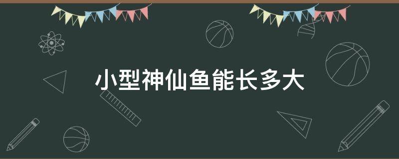 小型神仙鱼能长多大 小神仙鱼多久能长大