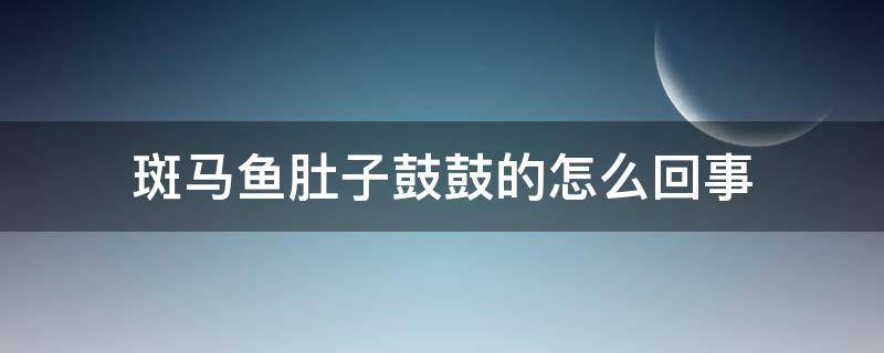 斑马鱼肚子鼓鼓的怎么回事 斑马鱼肚子黑黑鼓鼓