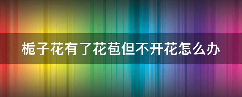 栀子花有了花苞但不开花怎么办 栀子花有花苞却不开花怎么办
