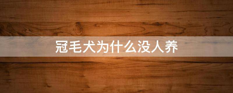 冠毛犬为什么没人养（冠毛犬为什么这么丑）