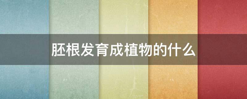 胚根发育成植物的什么 胚有什么组成,什么发育植物的根,什么会发育成植物的茎