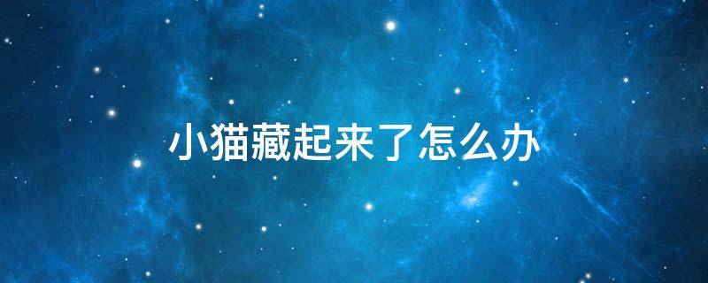 小猫藏起来了怎么办（小猫咪藏起来了怎么办）