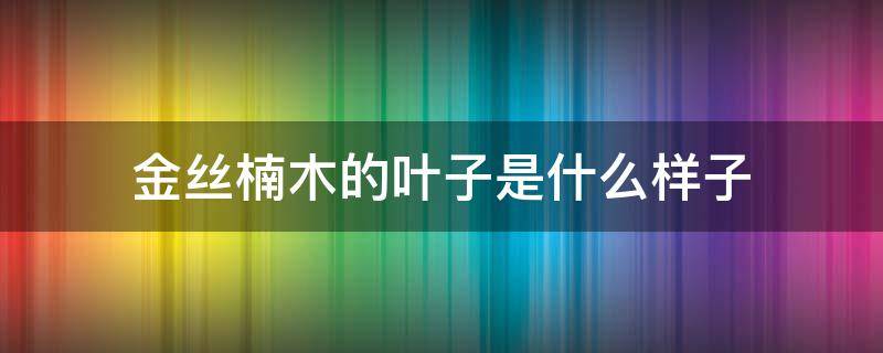 金丝楠木的叶子是什么样子 金丝楠木叶子长什么样子
