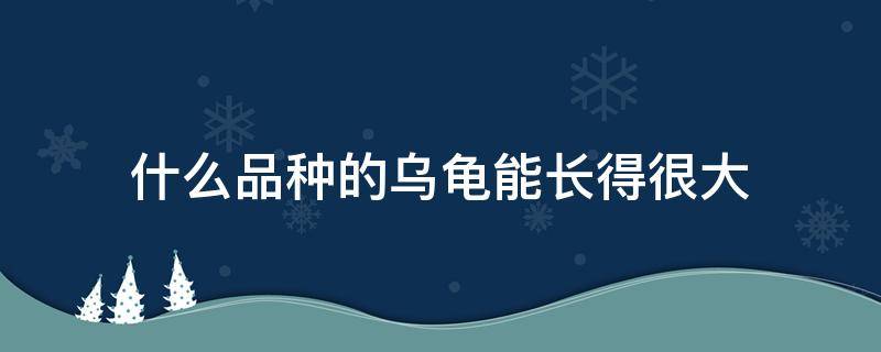 什么品种的乌龟能长得很大 什么乌龟长得最大