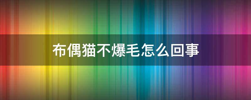 布偶猫不爆毛怎么回事 布偶猫不爆毛怎么办