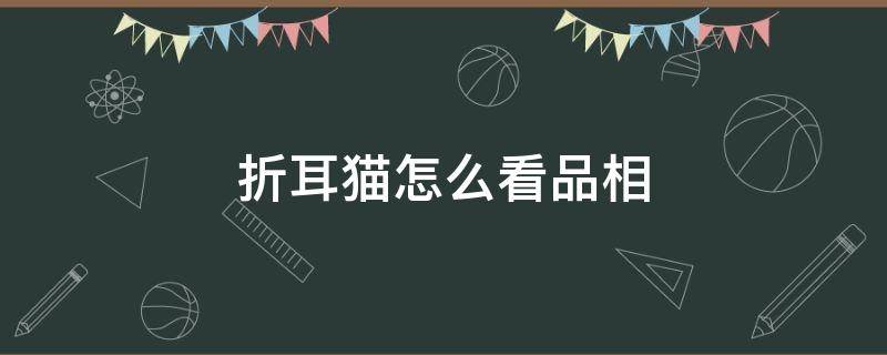 折耳猫怎么看品相 怎么看折耳猫的品种好坏