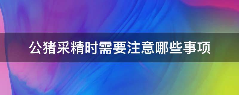 公猪采精时需要注意哪些事项 公猪采精方法通常采用什么法