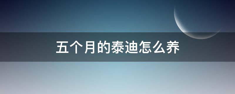 五个月的泰迪怎么养 五个月大的泰迪怎么养
