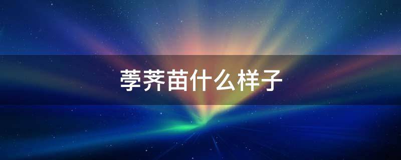 荸荠苗什么样子 荸荠苗图片