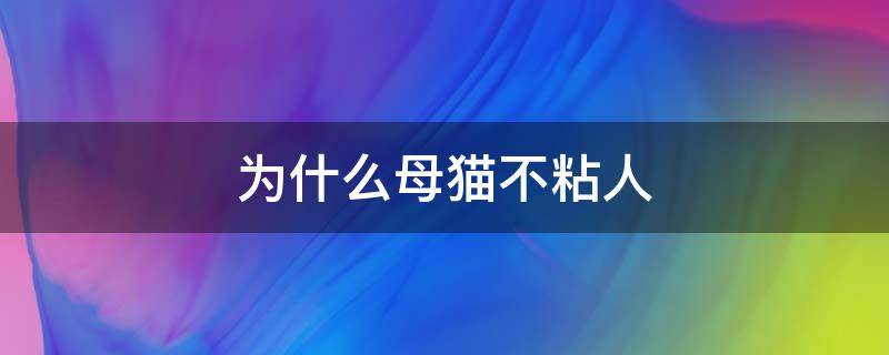 为什么母猫不粘人 母猫是不是都不粘人