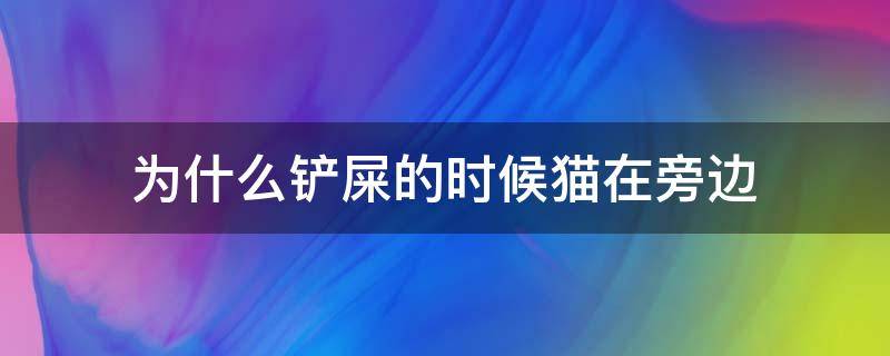 为什么铲屎的时候猫在旁边（为什么给猫铲屎的时候他就要过来在旁边看）