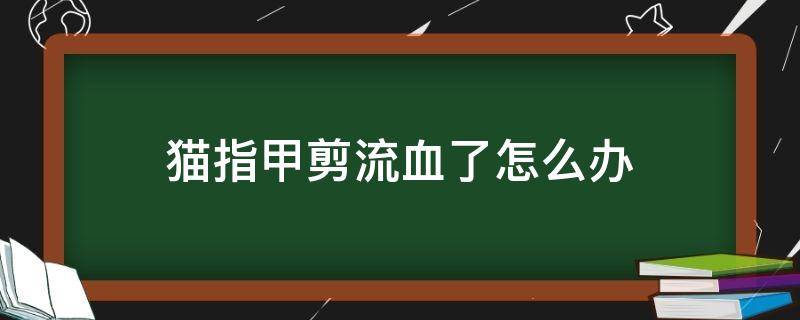 猫指甲剪流血了怎么办 猫指甲剪流血了怎么办没有止血粉
