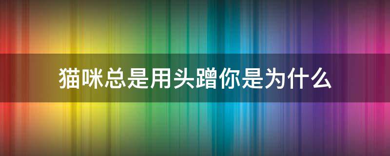 猫咪总是用头蹭你是为什么（猫咪为什么会用头蹭你）