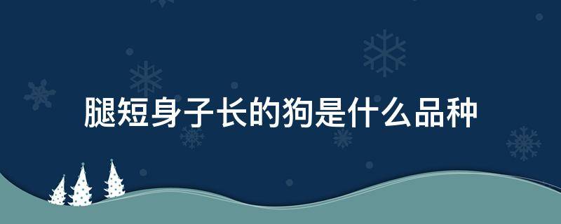 腿短身子长的狗是什么品种（身子长腿短的狗叫什么品种）
