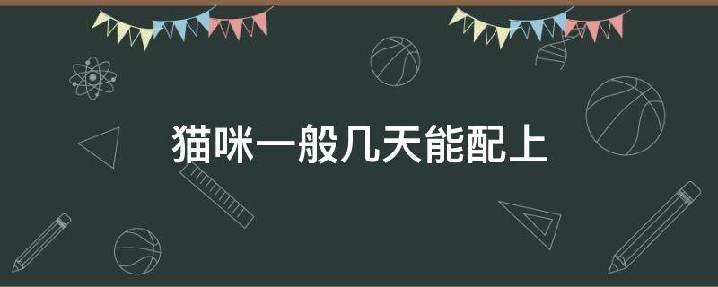 猫咪一般几天能配上 猫一般配几天能配上