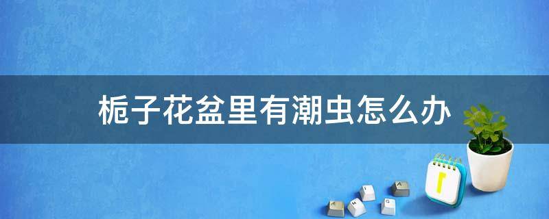 栀子花盆里有潮虫怎么办 盆栽栀子花长虫了怎么办