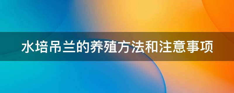 水培吊兰的养殖方法和注意事项 水培吊兰的养殖方法和注意事项视频