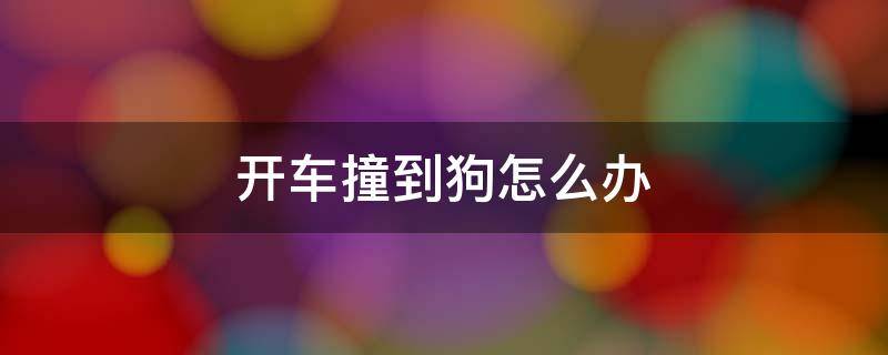 开车撞到狗怎么办（在农村路上开车撞到狗怎么办）