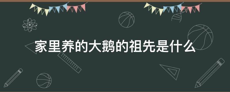 家里养的大鹅的祖先是什么 家养大鹅祖先是啥