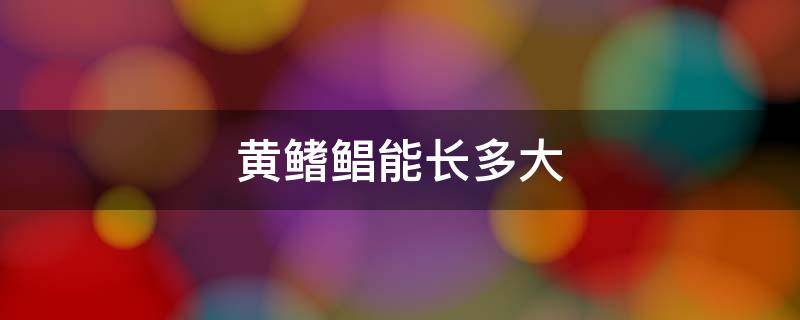 黄鳍鲳能长多大 黄鳍鲳鱼寿命多长