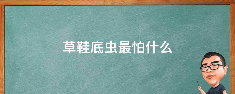 草鞋底虫最怕什么 草鞋底虫子怕什么