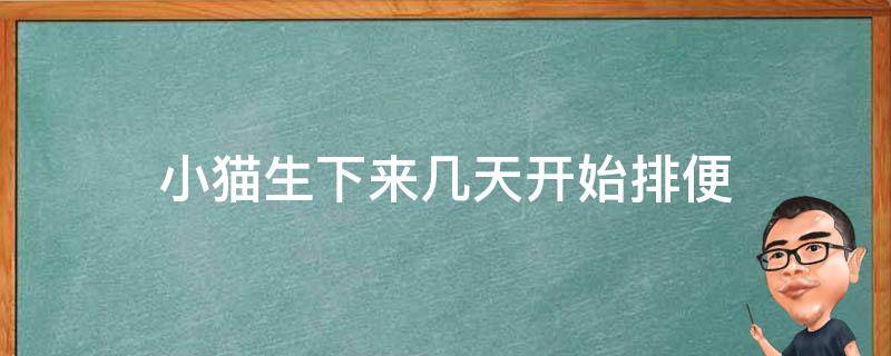 小猫生下来几天开始排便 小猫生出来多久排便