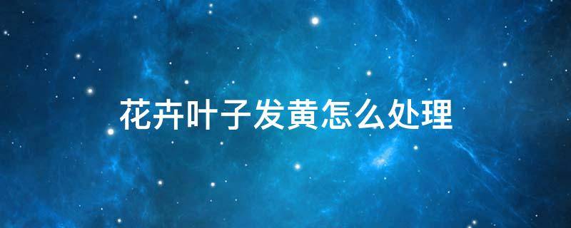 花卉叶子发黄怎么处理 室内花卉叶子发黄怎么办