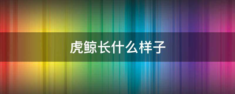 虎鲸长什么样子 虎鲸长什么样子图片