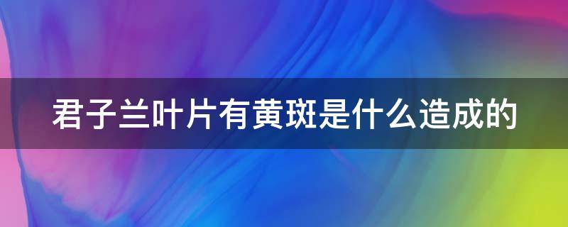 君子兰叶片有黄斑是什么造成的 君子兰叶片有黄斑是什么造成的图片