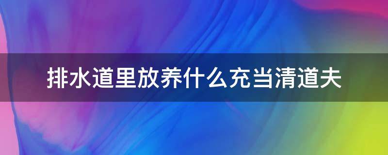 排水道里放养什么充当清道夫（排水沟里放养什么作为清道夫）