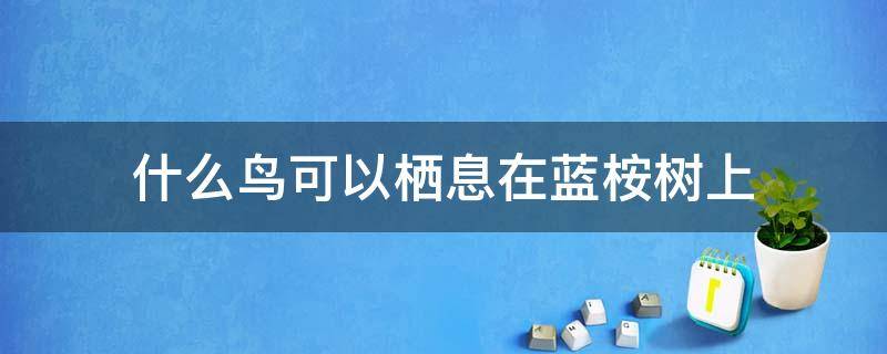 什么鸟可以栖息在蓝桉树上 可以在蓝桉树上的鸟