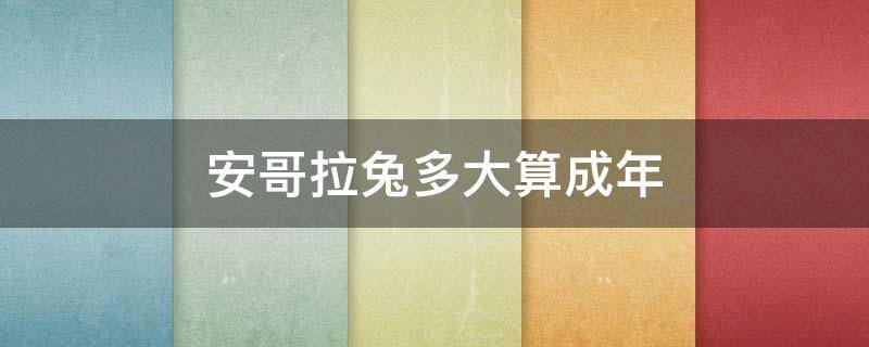 安哥拉兔多大算成年 安哥拉兔成年有多大