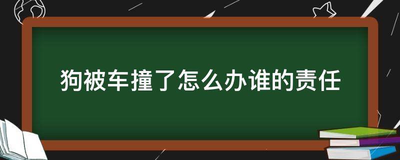 狗被车撞了怎么办谁的责任 狗被撞了车主有责任吗