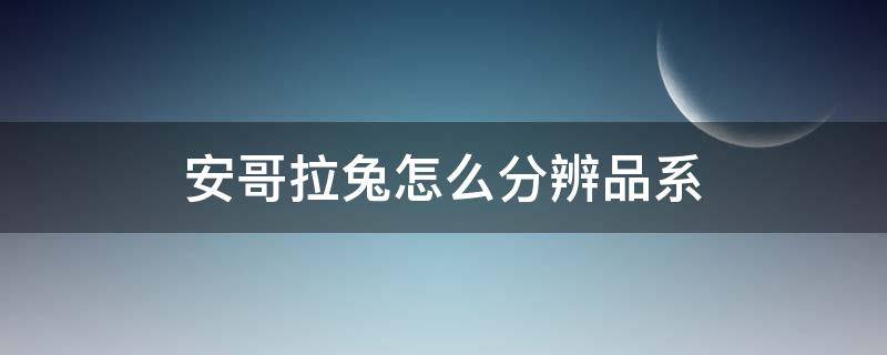 安哥拉兔怎么分辨品系 安哥拉兔品种和颜色