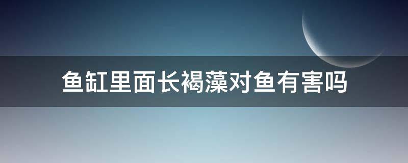 鱼缸里面长褐藻对鱼有害吗（鱼缸里的褐色水藻对鱼好吗）