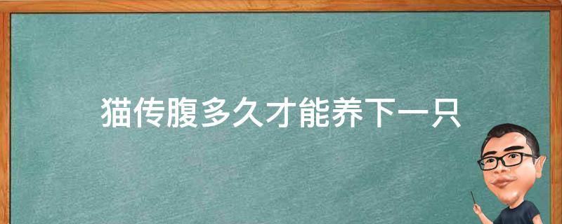 猫传腹多久才能养下一只（家里猫得了猫传腹多久可以再养一只）