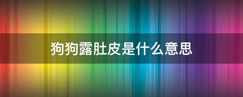 狗狗露肚皮是什么意思（小狗露肚皮什么意思）