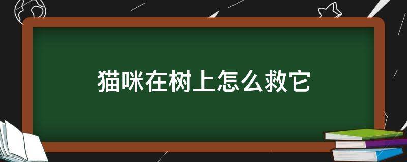 猫咪在树上怎么救它（猫挂在树上怎么救下来）