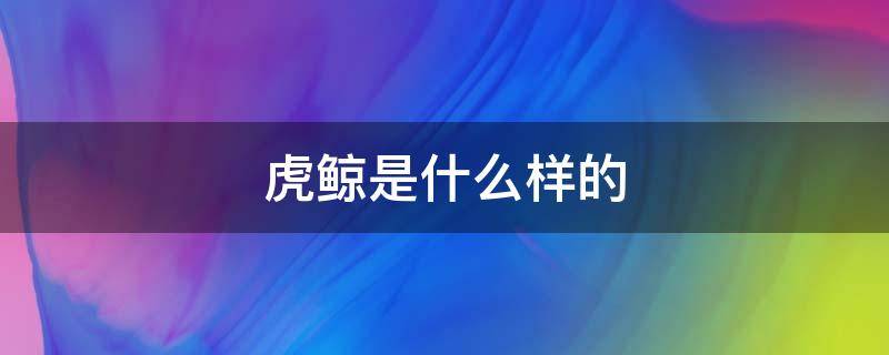 虎鲸是什么样的 虎鲸是什么样的动物