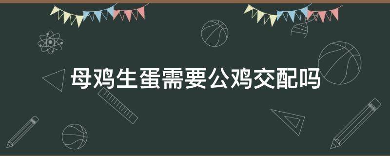 母鸡生蛋需要公鸡交配吗 母鸡无需交配就可以生蛋