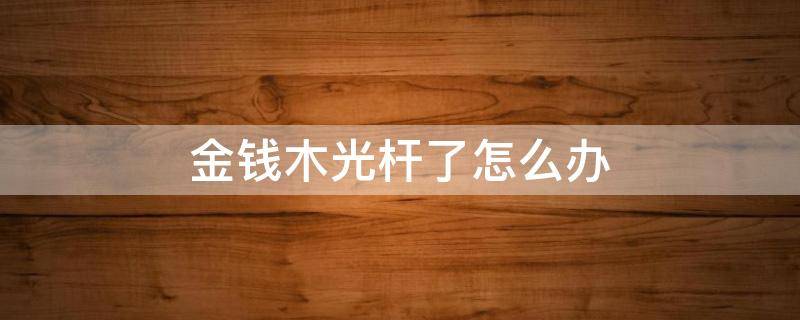 金钱木光杆了怎么办 金钱木的杆子软了怎么办