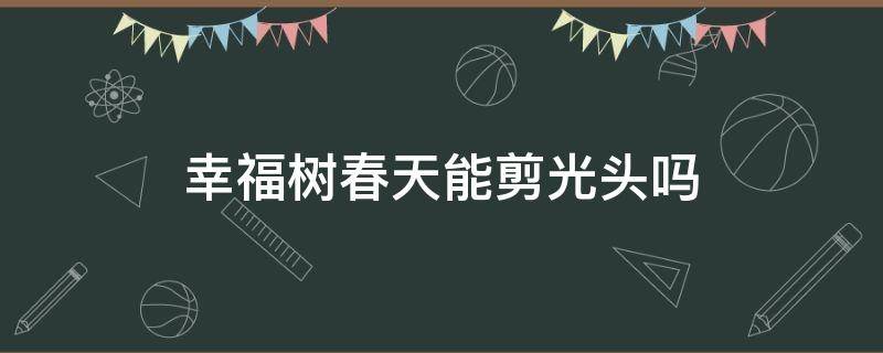 幸福树春天能剪光头吗 幸福树能不能剪枝