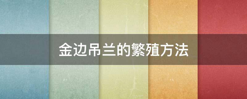 金边吊兰的繁殖方法 金边吊兰怎么繁殖方法和注意事项