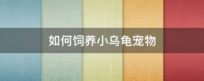 如何饲养小乌龟宠物（宠物乌龟怎么养小乌龟怎么养）