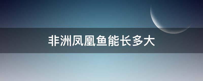 非洲凤凰鱼能长多大（非洲凤凰可以长多大）