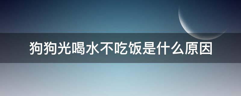 狗狗光喝水不吃饭是什么原因 狗狗光喝水不吃东西是什么原因